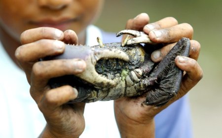 Captura do caranguejo-uçá volta a ser proibida no Paraná desde sábado