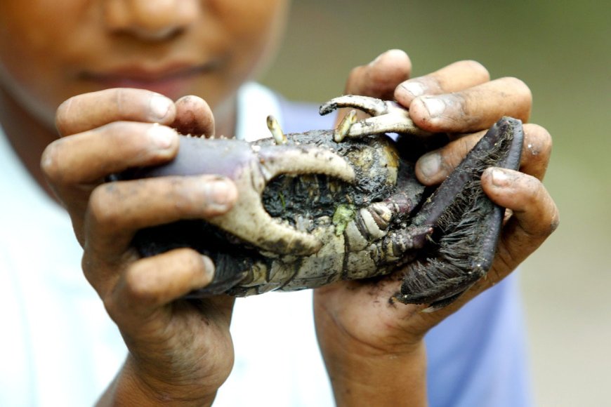 Captura do caranguejo-uçá volta a ser proibida no Paraná desde sábado