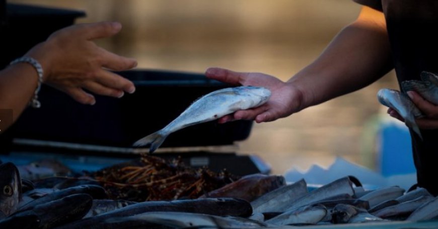 Feira do Peixe de Cultivo acontecerá nos dias 4 e 5 de setembro em Paranaguá
